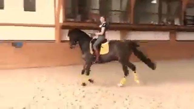 Как научить лошадь толкаться? смотреть онлайн