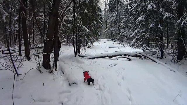гуляем зимой с чихуахуа в лесу смотреть онлайн