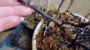 Крупнолистная гортензия .Зимовка в подвале.