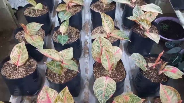 Aglaonema Koleksian смотреть онлайн