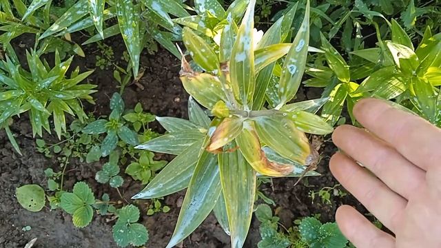 Спасаю лилии от болезней.#лилии смотреть онлайн