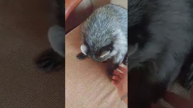 На следующий день после гостей смотреть онлайн