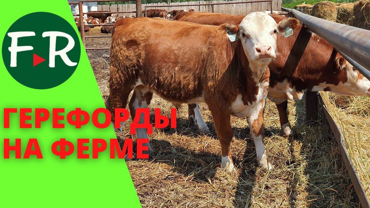 Откорм мясных бычков на выгульной площадке. Содержание герефордов на ферме Бердиевский элеватор Агро смотреть онлайн