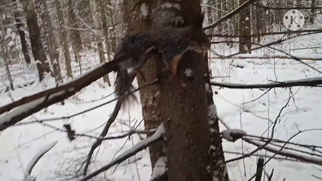 Отличная охота. Куница, белка и красавчик Бобр. смотреть онлайн