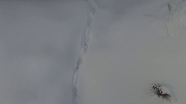 Следы на снегу, читаем следы фазана в центре города