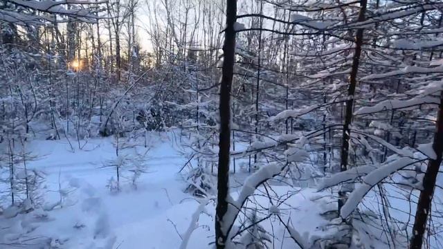 Удачная поездка на охотничий участок. Добыли лося.