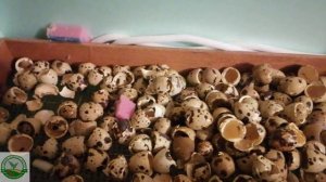 #8 Инкубация перепелов в инкубаторе матрица Вегас, Подводим ИТОГ!!!