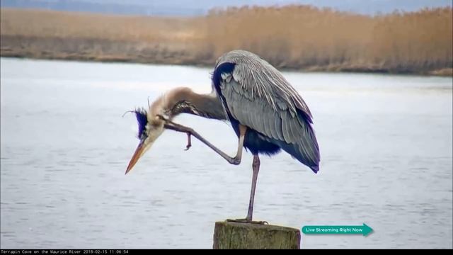 Heron Scratching Away смотреть онлайн