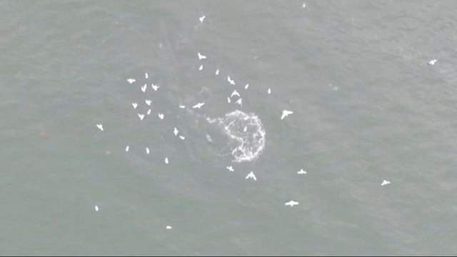 малый полосатик кормится / minke whale lunge feeding смотреть онлайн