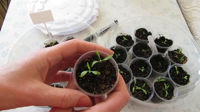 ФЕВРАЛЬ(часть12).ПИКИРОВКА ПЕТУНИИ И ГЕЛИОТРОПА. смотреть онлайн