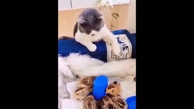 Мама - первое слово. Милые животные. Приёмные дети. Доброта. #милыеживотные #доброта #мама #любовь