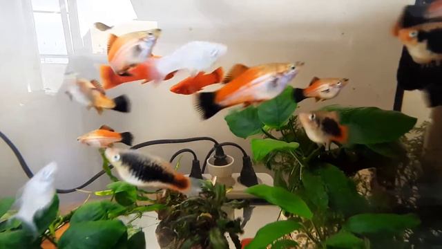 Пополнение, приехали меченосцы ада