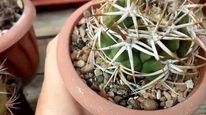 Gymnocalycium ?. Какие гимнокалициумы живут у меня??