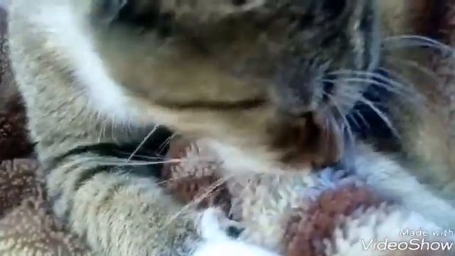 Кот Сосун смотреть онлайн