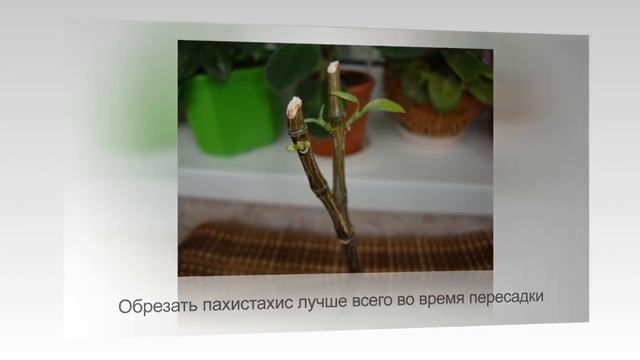 ПАХИСТАХИС или ЗОЛОТОЙ ЛЕДЕНЕЦ | Уход и разведение в домашних условиях смотреть онлайн