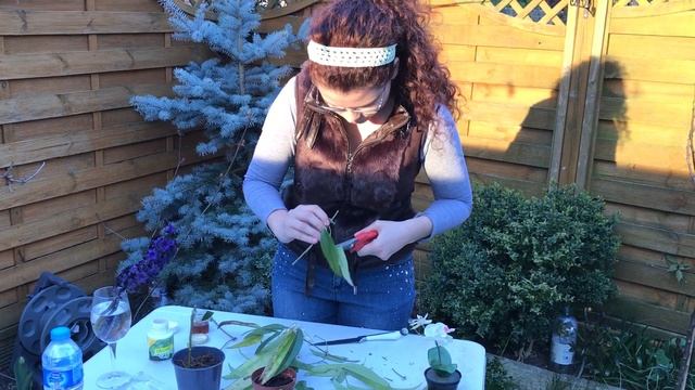 Jasminum Grandiflorum from cutting, type with rooting, Jamine Grandiflorum din Crengute/butasi смотреть онлайн