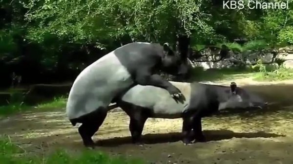 Tier Mating Kompilierungszeit