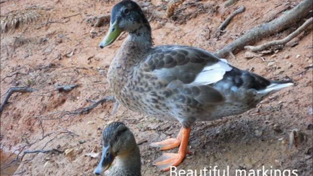 Watersports Among Ducks. Fighting Mallards Wild Ducks Sport. Funny Ducklings water sport wildlife смотреть онлайн