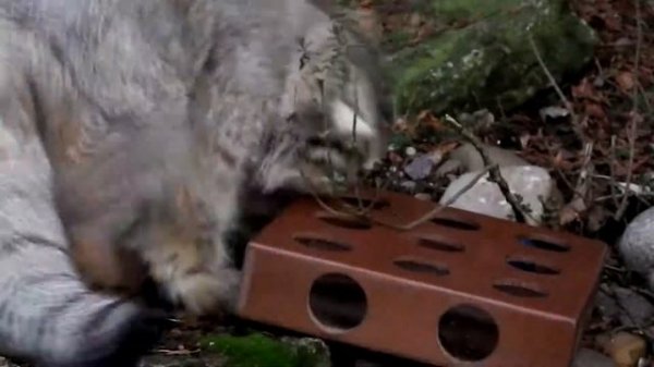 Pallas Cat | Animal Enrichment at Banham Zoo
