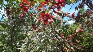 Яблоня Ред Роялти ( Red Royalty). Декоративные растения в вашем саду, продолжение.