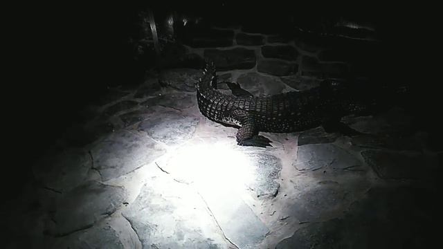 Влог! Сходила а океанариум, зоопарк и зеркальный лабиринт смотреть онлайн