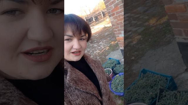 Истина в вине,In vino veritas смотреть онлайн