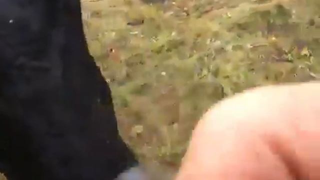 Охота в Новгородской области около Реки Мокша: отгоняю корову от ветчины смотреть онлайн