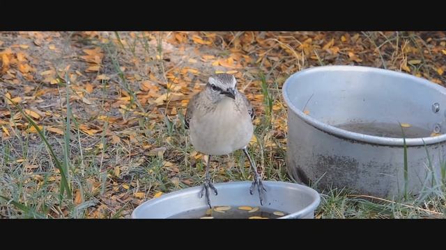 Nikon P530 - Video Test | FULL HD смотреть онлайн