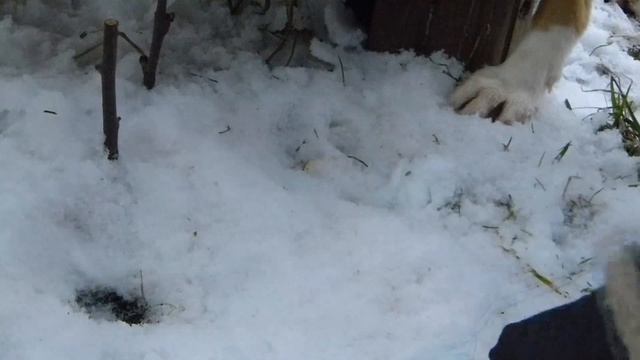 Как вырастить много белых грибов дома? Обман. смотреть онлайн