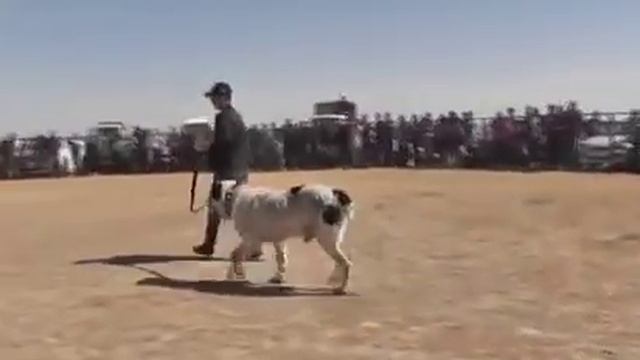 Türkmenistan çepiyonlari  Alabay Itleri
