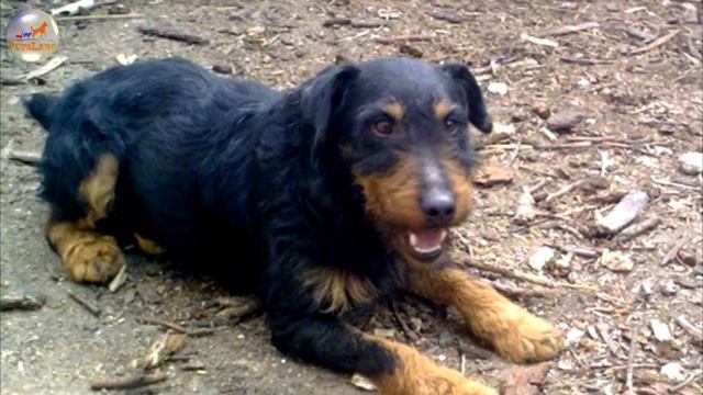 German Hunting Terrier (Deutscher Jagdterrier)