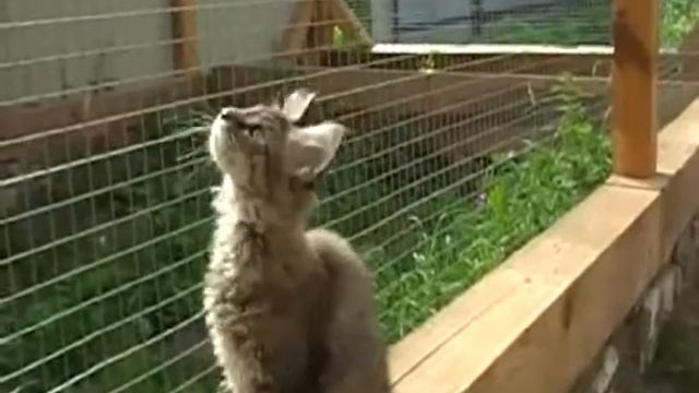 Хельга, мейн кун, кошка, возраст 2,5 продается смотреть онлайн