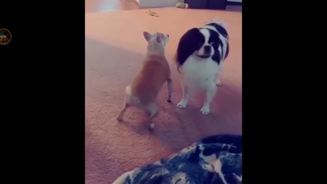 Не понял что тут вы делайте?? смотреть онлайн
