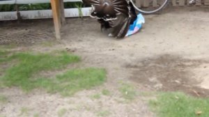 Приколи.Злой индюк. The evil turkey.Funny