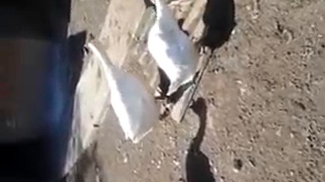 гуси-лебеди сообразили на троих смотреть онлайн