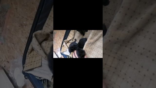 Чёрные котята отдам в хорошие руки - в добрые руки... Чёрный котики приносят дом счастья... смотреть онлайн