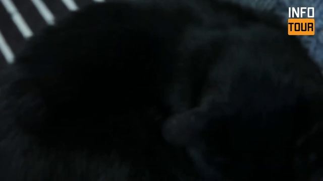 Очаровательные сонные кошки! ~ Симпатичные котята и расслабляющая фортепианная музыка ? смотреть онлайн