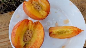 Персик ПОСОЛ МИРА в моих условиях