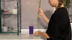 Пересадка комнатного БАМБУКА (Драцены Сандеры) в гидрогель. Как пересадить Бамбук дома.