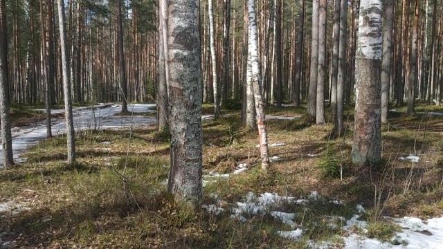 Ольха цветёт ! Осина на очереди - не пропустите !