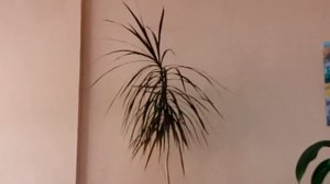 А ЕСЛИ ЗАЦВЕТЕТ ДРАЦЕНА?... ЧЕМ ПОЛЕЗНА?