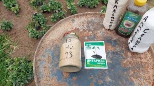 ЛУЧШЕЕ УДОБРЕНИЕ ПОСЛЕ ПИКИРОВКИ 13-40-13 + Ян.кислота. Когда использовать❓️ сразу или через неделю