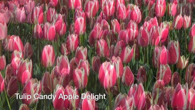 Tulip Candy Apple Delight - Tulip Bulbs From Holland