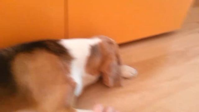 Бигль. Леста. 5 месяцев смотреть онлайн