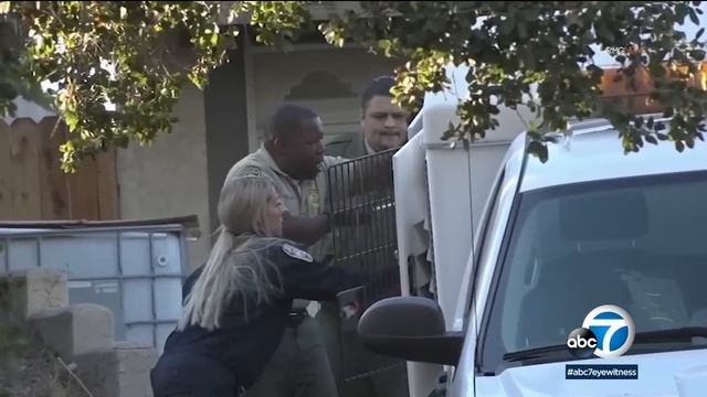 Man describes horror of seeing teen girl mauled by dogs in Thousand Oaks смотреть онлайн