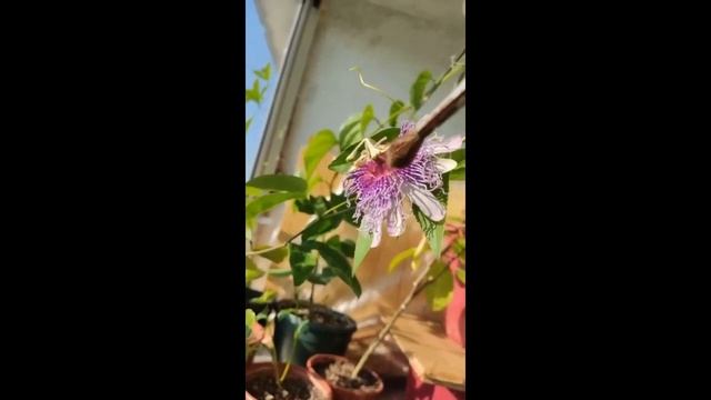 Маракуйя Северная в Московской области. смотреть онлайн