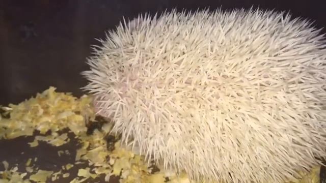 Наш малыш, карликовый африканский ежик. Белое чудо! смотреть онлайн