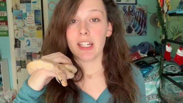 Meet My Banana Ball Python!!! // Ball Python Enclosure смотреть онлайн