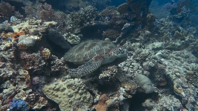 diving in Moalboal Philippines, Cebu island смотреть онлайн