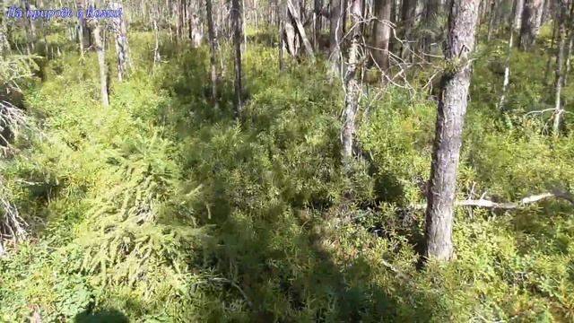 Съездили за морошкой. Июль. смотреть онлайн